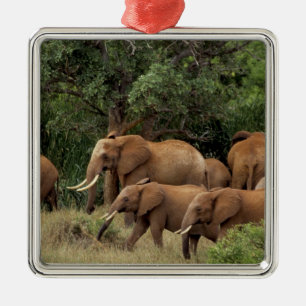 Ornamento De Metal Quênia: Parque Nacional de Tsavo East, rebanho Afr