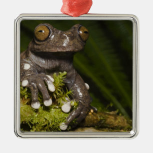 Ornamento De Metal Rã-árvore Cativa Tapichalaca Hyloscirtus 3
