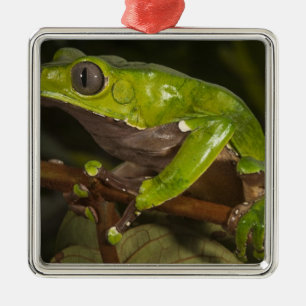 Ornamento De Metal Rã folha gigante (Phyllomedusa bicolor) 3