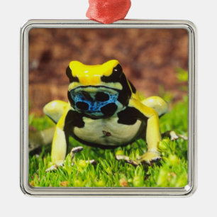 Ornamento De Metal Rã venenosa tingidora, Dendrobates tinctorius,