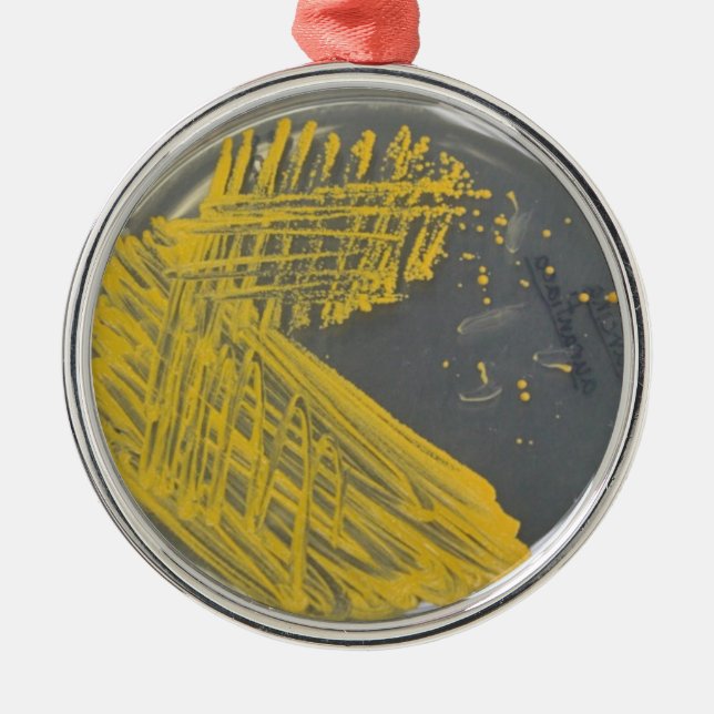 Ornamento De Metal Raia do isolamento das bactérias (Frente)