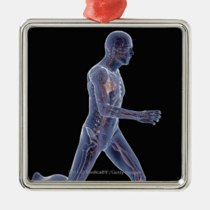 Ornamento De Metal Raio X do sistema vascular em um homem running