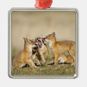 Ornamento De Metal Raposa Veloz (Vulpes macrotis) jovem na toca da co