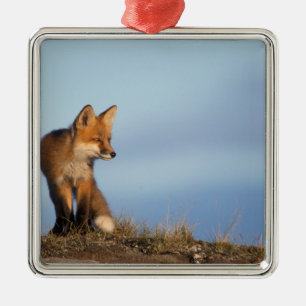 Ornamento De Metal raposa-vermelha, Vulpes vulpes