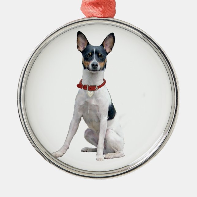 Ornamento De Metal Rat Terrier (A) (Frente)