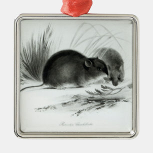 Ornamento De Metal Rato, Terra do Fogo, Ámérica do Sul c.1832-36