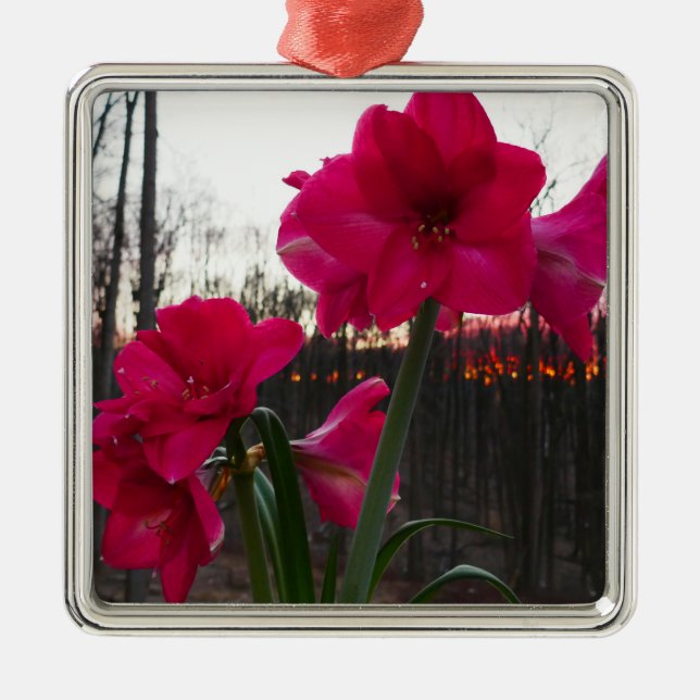 Ornamento De Metal Red Amaryllis e Winter Sunrise (Frente)