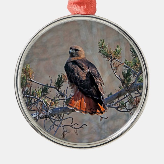 Ornamento De Metal Red-tailed Hawk (Frente)