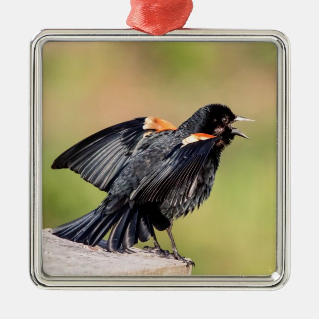 Ornamento De Metal Red Winged Blackbird Singing (Frente)