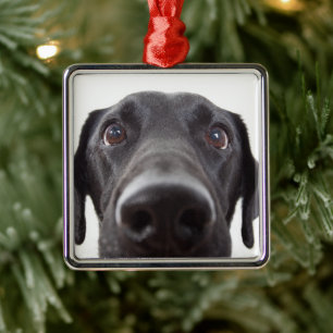 Ornamento De Metal Retrato de Closeup Black Labrador