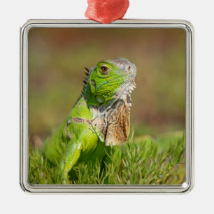 Ornamento De Metal Retrato de Iguana Verde Fotografia de Répteis
