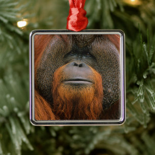 Ornamento De Metal Retrato de Orang-utango Macho, Geórgia, EUA