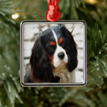 Retrato De Um Rei Charles Cavalier Spaniel