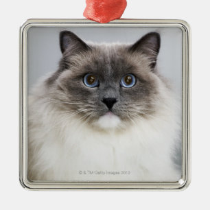 Ornamento De Metal Retrato do gato de Ragdoll