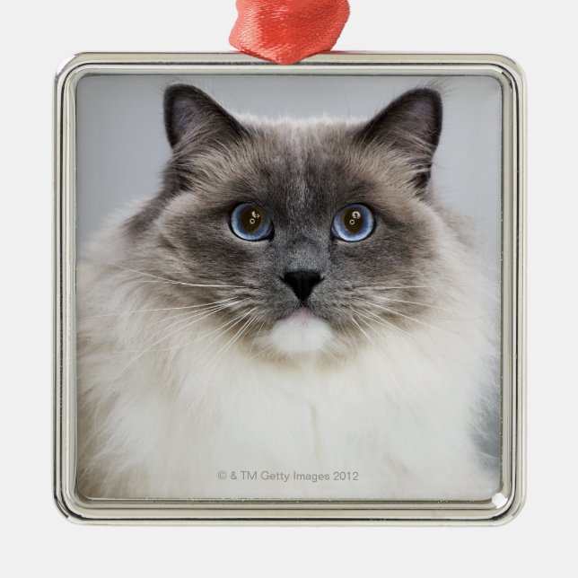 Ornamento De Metal Retrato do gato de Ragdoll (Frente)