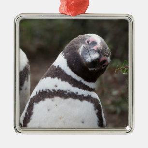 Ornamento De Metal Retrato do pinguim de Magellanic
