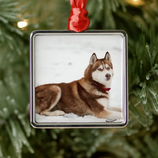 Ornamento De Metal Retrato Husky Siberian Cute (Árvore)
