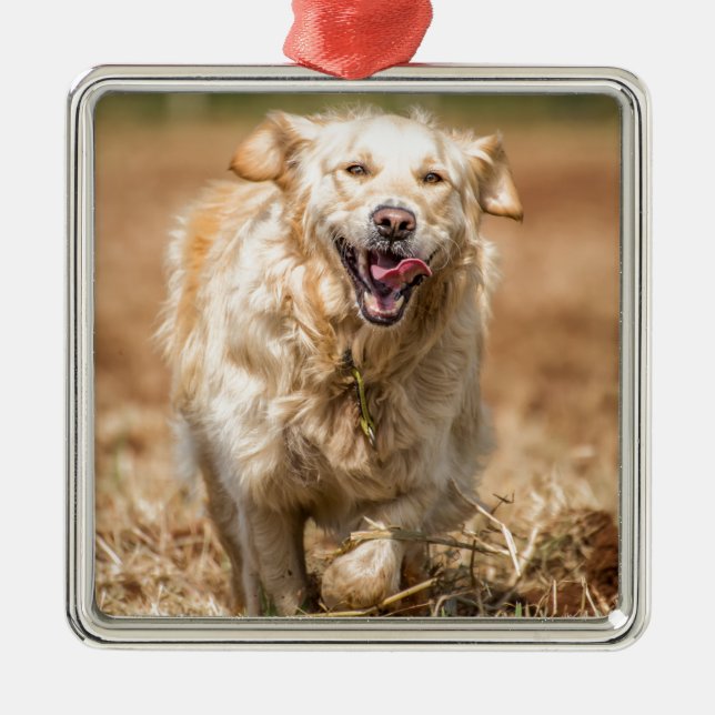 Ornamento De Metal Retriever de ouro (Frente)