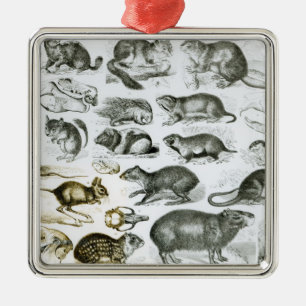 Ornamento De Metal Rodentia-Roedores ou animais de roedura