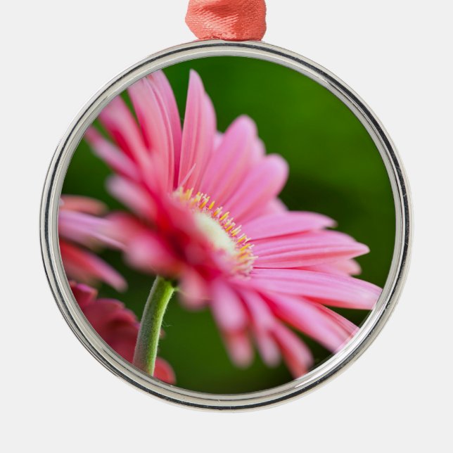 Ornamento De Metal Rosa Gerbera Daisy (Frente)