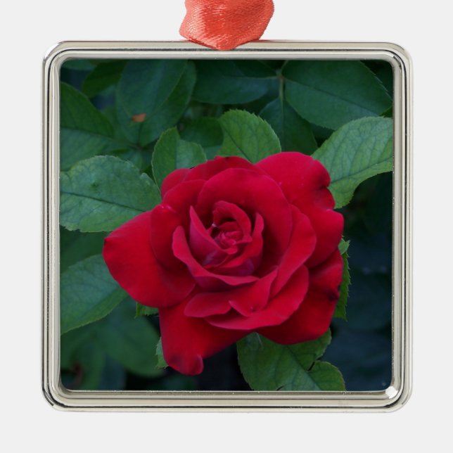 Ornamento De Metal Rosa Vermelha de Perto (Frente)