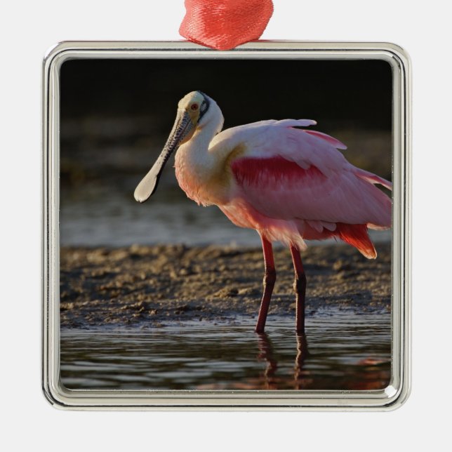 Ornamento De Metal Roseate Spoonbill, Ajaia ajaja, Querido Ding (Frente)