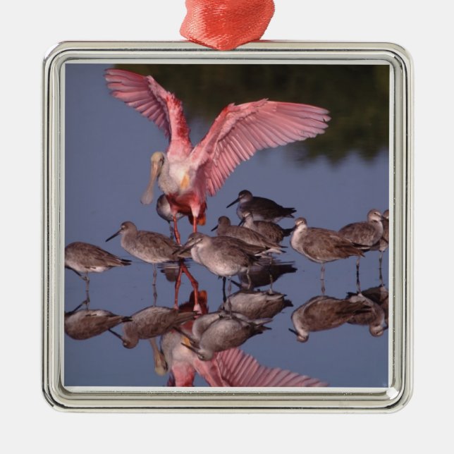 Ornamento De Metal Roseate Spoonbill com Willets em água rasa (Frente)