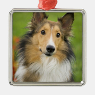 Ornamento De Metal Rough Collie, cão, animal
