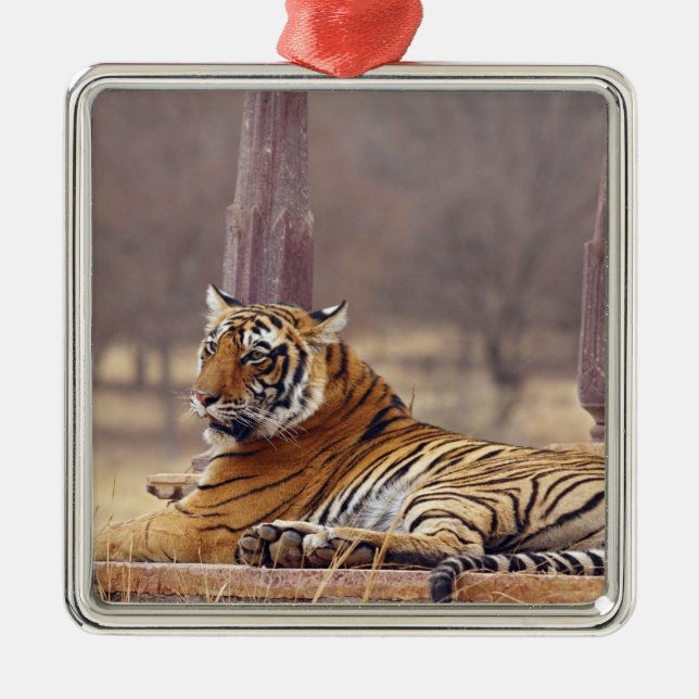 Ornamento De Metal Royal Bengal Tiger no ápice, (Frente)