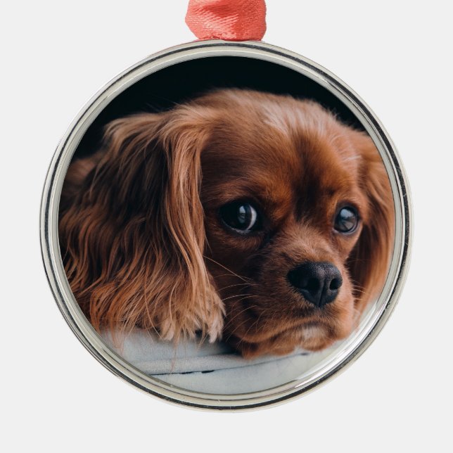 Ornamento De Metal Ruby Cavalier King Charles Spaniel Dog (Frente)