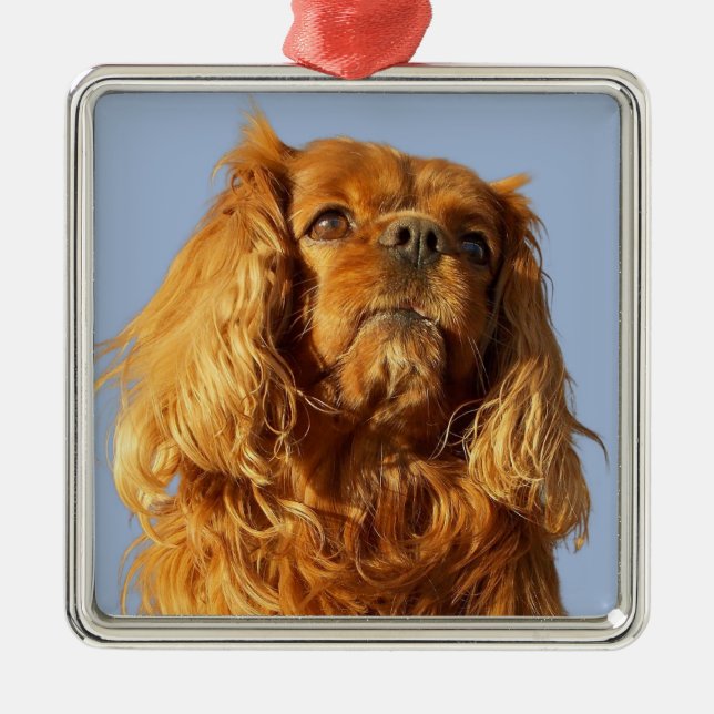 Ornamento De Metal Ruby Cavalier King Charles Spaniel Puppy Dog (Frente)