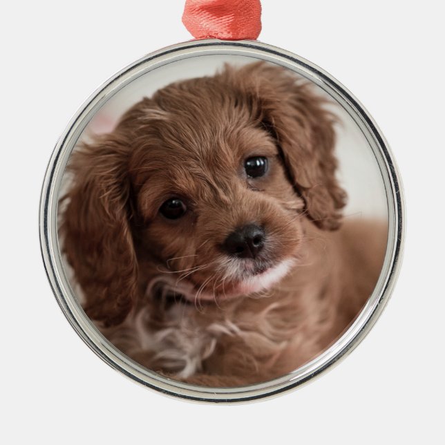 Ornamento De Metal Ruby Cavapoo Puppy Dog (Frente)