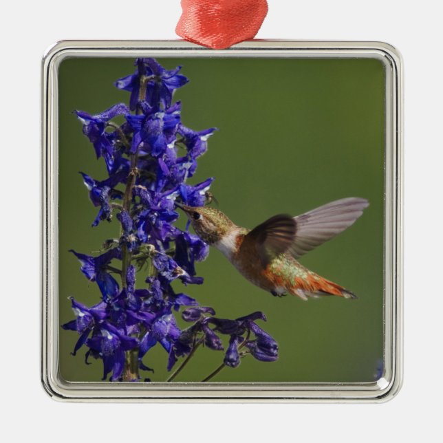 Ornamento De Metal Rufous Hummingbird (Frente)