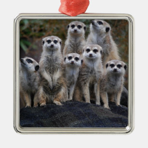 Ornamento De Metal Safari animal África Suricate bonito de Meerkat