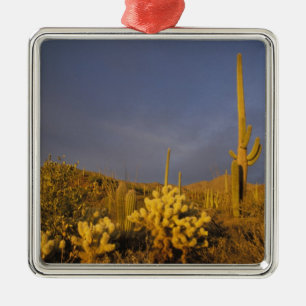 Ornamento De Metal saguaro cactos, Carnegiea gigantea e ursinho