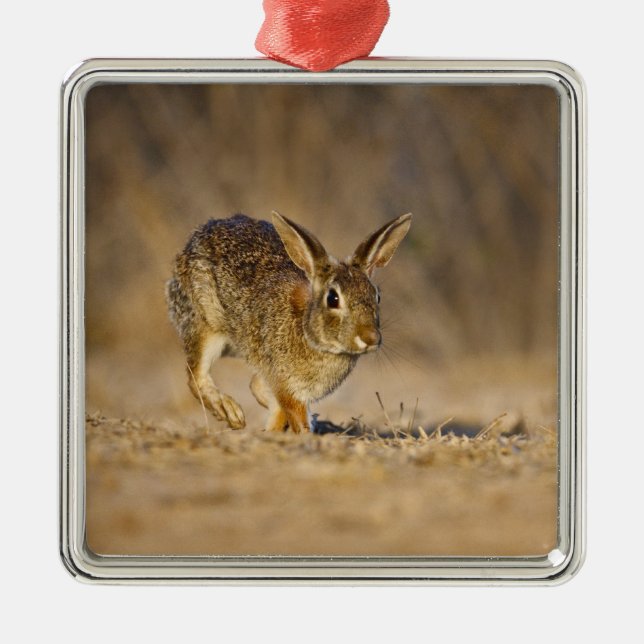 Ornamento De Metal Salto de coelho-do-campo oriental (Frente)
