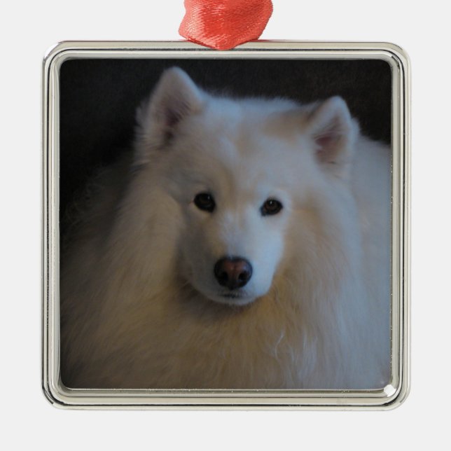 Ornamento De Metal Samoyed (Frente)