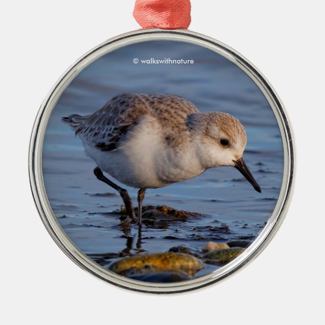 Ornamento De Metal Sanderling Cute Stpiper Rolha em uma praia de inve (Frente)