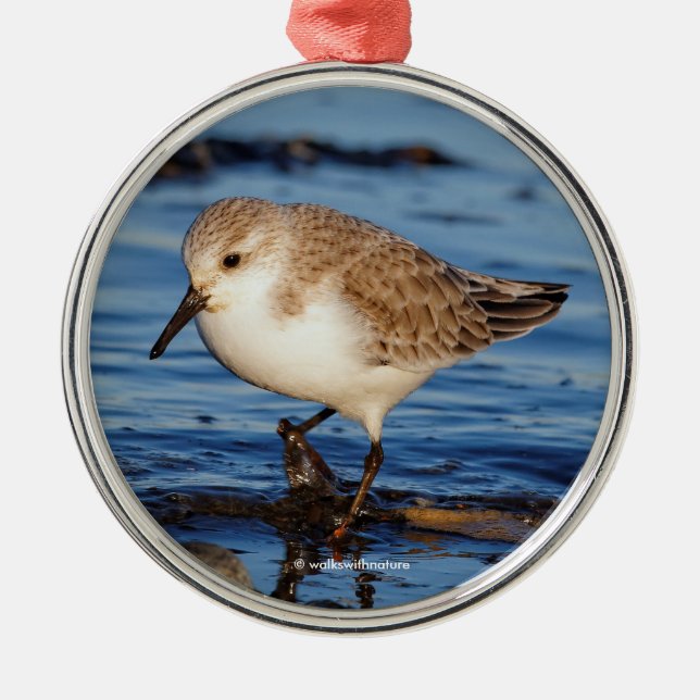 Ornamento De Metal Sanderling Sandpiper perambulando pelas margens (Frente)