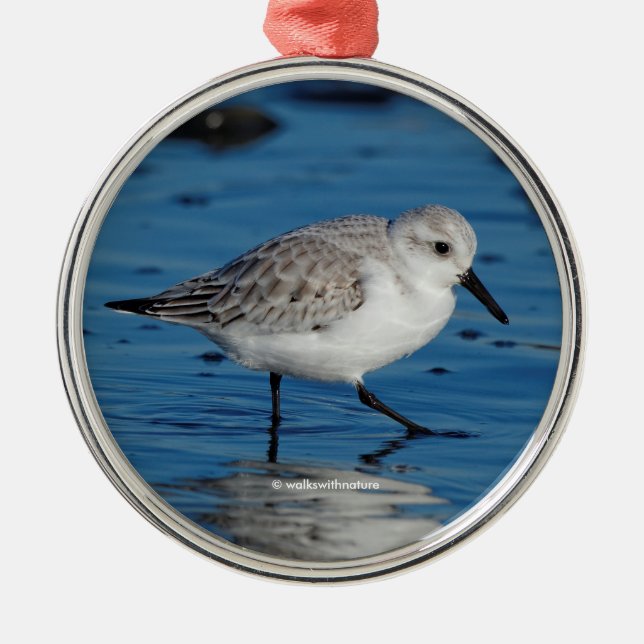 Ornamento De Metal Sanderling Strolling na praia (Frente)