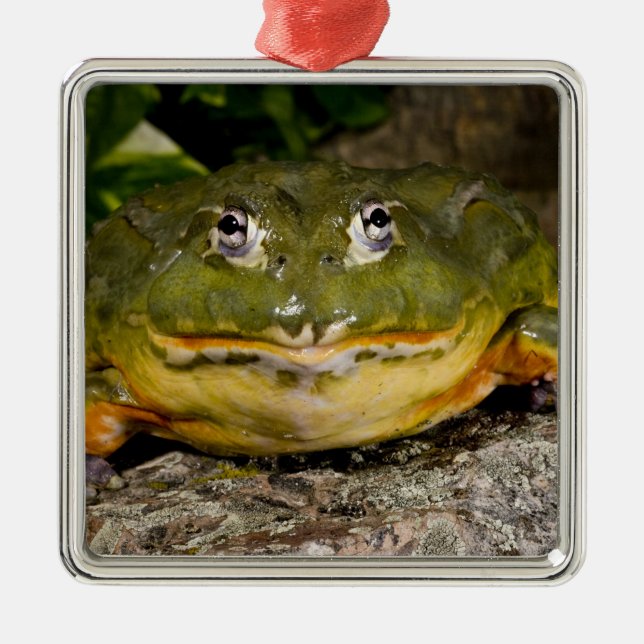 Ornamento De Metal Sapo Burrolante Africano, Pyxicephalo (Frente)