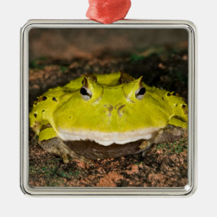Ornamento De Metal Sapo Chifrudinho Brasileiro, Ceratophrys cornuta,