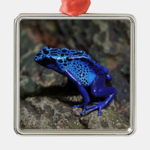 Ornamento De Metal Sapo de dardos azuis, Sapo azul brilhante