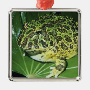 Ornamento De Metal Sapo Ornado, (Ceratophrys ornata),