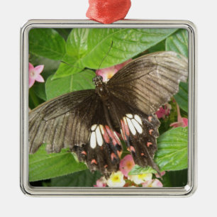 Ornamento De Metal Scarlet Swallowtail Butterfly Macro Ornament