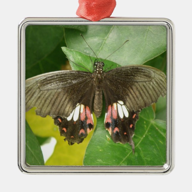 Ornamento De Metal Scarlet Swallowtail Butterfly Ornament (Frente)