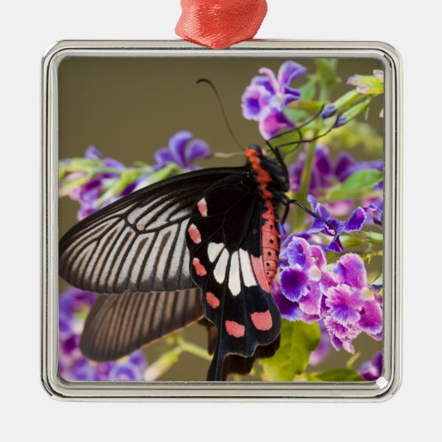 Ornamento De Metal SE Ásia, Tailândia, Doi Inthanon, Papilio (Frente)