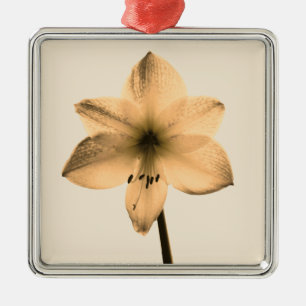 Ornamento De Metal sepia amaryllis