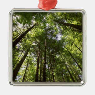 Ornamento De Metal Sequoias, Rotorua, Nova Zelândia 2