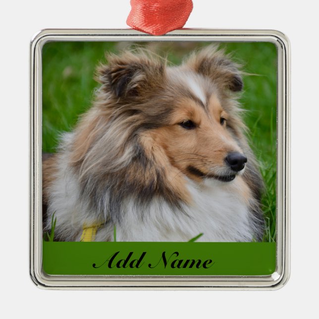 Ornamento De Metal Sheepdog Personalizado - Sheltie Dog (Frente)